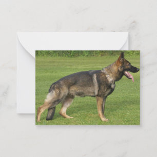 Carte De Correspondance Berger Allemand Sable Complet