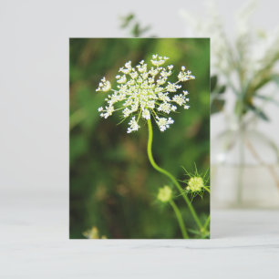 Carte De Correspondance Blank Queen Anne's Lace Fleur sauvage