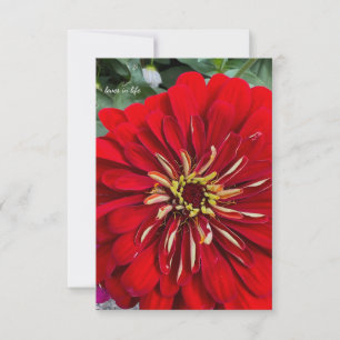 Carte De Correspondance Bonne Petite Zinnia