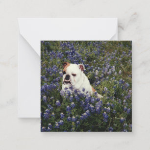 Carte De Correspondance Bulldog anglais en Texas Bluebonnets Note Card
