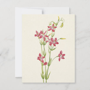 Carte De Correspondance Centaurium rose par Mary Vaux Walcott