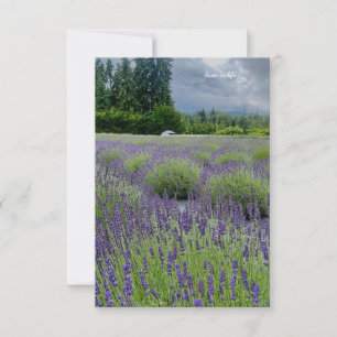 Carte De Correspondance Champ de lavande à la campagne