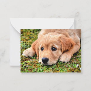 Carte De Correspondance Chiot Golden Retriever