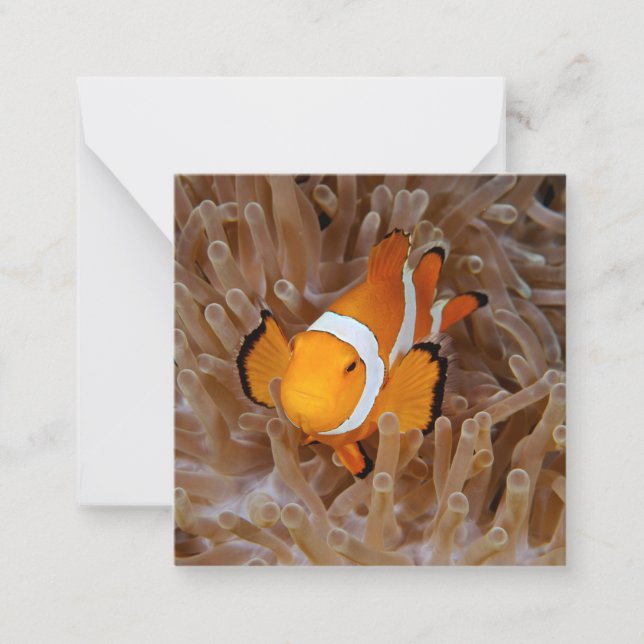 Carte De Correspondance Clownfish - Molokai (Devant)
