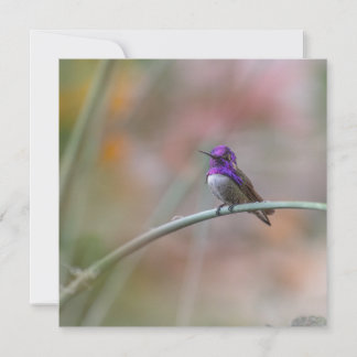 Carte De Correspondance Colibri aux belles plumes violettes