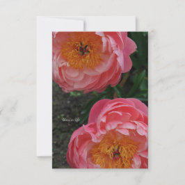 Carte De Correspondance Deux Belles Peonies Roses