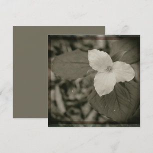 Carte De Correspondance Filtre de collodion de Trillium de printemps