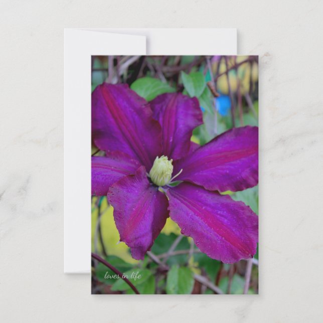 Carte De Correspondance Fleur violette Clematis (Devant)