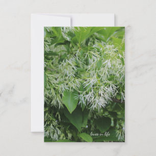 Carte De Correspondance Fleurs du jardin blanc