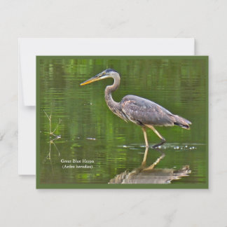 Carte De Correspondance Grand Héron bleu (Ardea herodias)
