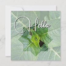 Hello naissance souhaiter bienvenue saluer vert