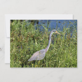 Carte De Correspondance Héron tricolore