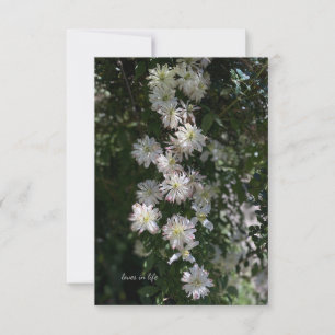 Carte De Correspondance Inhabituel tandis que Clematis