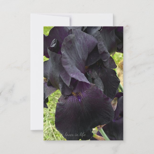 Carte De Correspondance Iris noir (Devant)