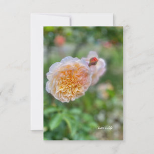 Carte De Correspondance Joli Rose