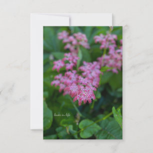 Carte De Correspondance Jolie Fleur De Jardin Rose