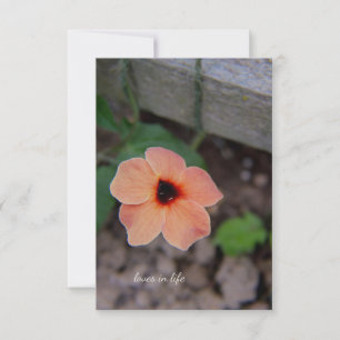 Carte De Correspondance Jolie Fleur Jardin De Pêche