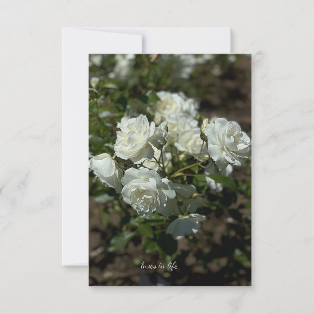 Carte De Correspondance Jolies roses blanches (Devant)