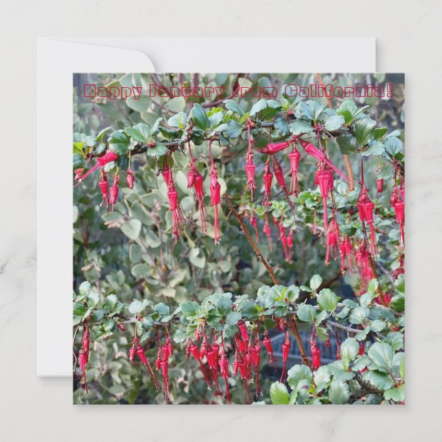 Carte De Correspondance Joyeux Janvier de Californie ! (Devant)