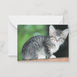 Carte De Correspondance Kitten
