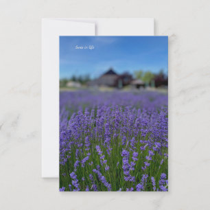 Carte De Correspondance Lavender Field & Grange