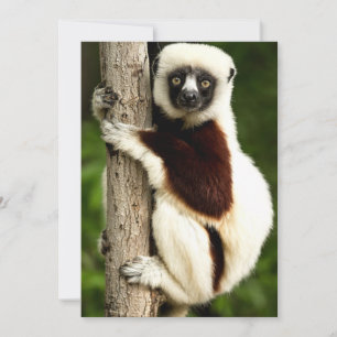Carte De Correspondance Lémurien Sifaka dans la forêt de Madagascar