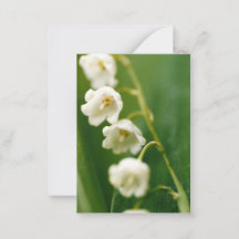 Lily muguet blanc (Convallaria majalis) 