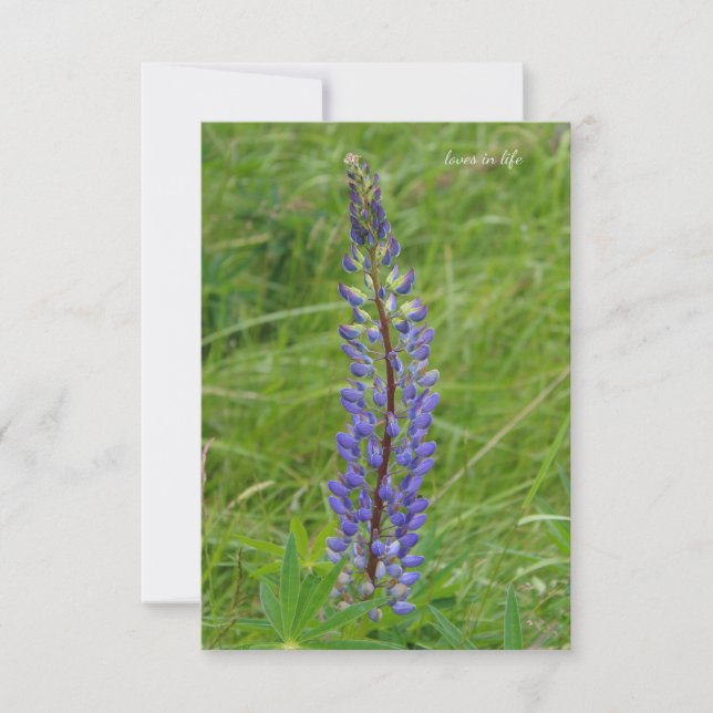Carte De Correspondance Lupine pourpre simple (Devant)