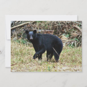 Carte De Correspondance Ours noir de Floride