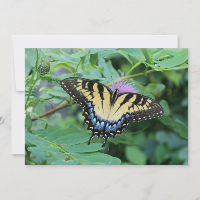 Carte De Correspondance Papillon (Devant)