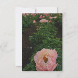 Carte De Correspondance Peony rose indépendant