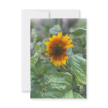 Petite tournesol