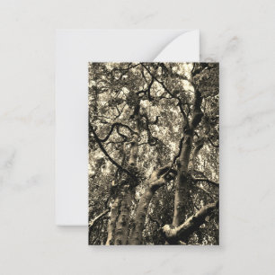 Carte De Correspondance Photographie de la nature des branches d'arbre eff