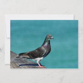 Carte De Correspondance Pigeon