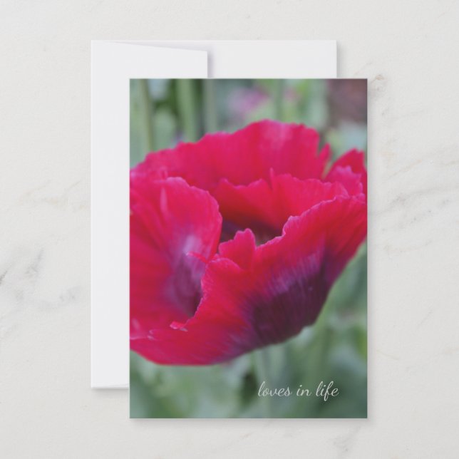 Carte De Correspondance Pink poppy (Devant)