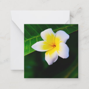Carte De Correspondance Plumerias