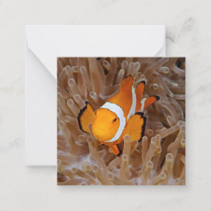 Carte De Correspondance Poisson-clown - Molokai, falaise de la côte nord