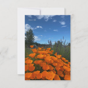 Carte De Correspondance Poppies et lavande de Californie