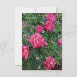 Carte De Correspondance Pretty Pink Peony Bush