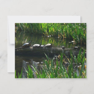 Carte De Correspondance Rangée de tortues Green Nature Photo