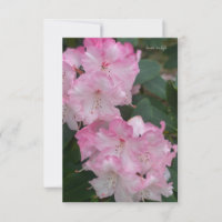 Rhododendron rose clair