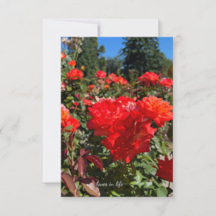 Carte De Correspondance Roses orange, Ciel bleu