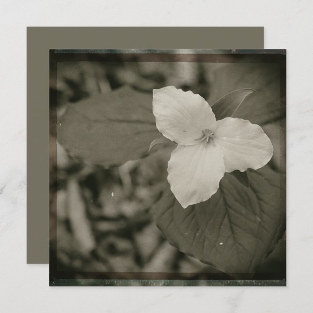 Carte De Correspondance Spring Trillium Collodion Filter (Devant / Derrière)