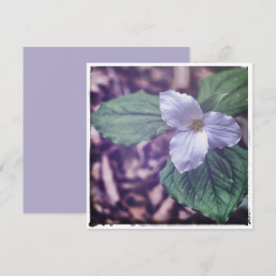 Carte De Correspondance Style Sprint Trillium Autochrome