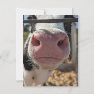 Carte De Correspondance Vache laitière dans une ferme de Pennsylvanie