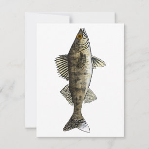 Carte De Correspondance Walleye
