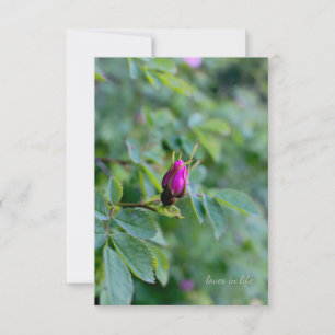 Carte De Correspondance Wild Rose Bud