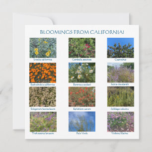Carte De Correspondance World2Celebrate : BLOOMINGS FROM CALIFORNIA!