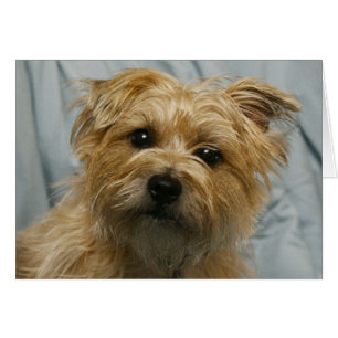 carte de courrier électronique à oreilles