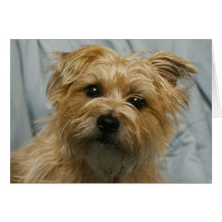 carte de courrier électronique à oreilles